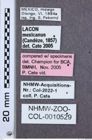 Etikette zu Lacon mexicanus  (NHMW-ZOO-COL-0010529)